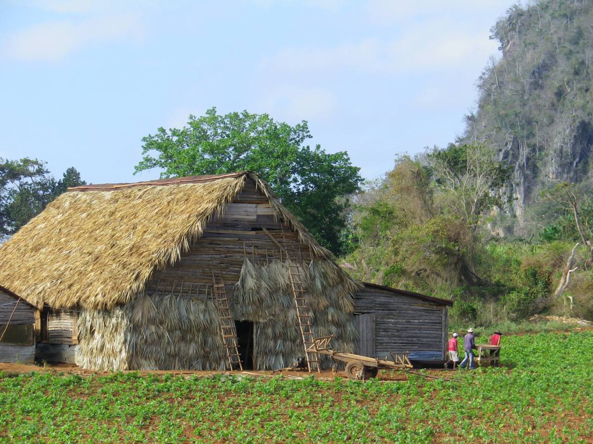 Tobacco Farm03.jpg